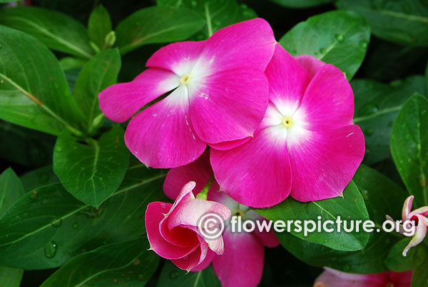 Catharanthus Roseus White Purple