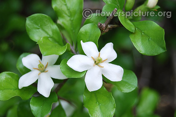 Chinese fringe flower