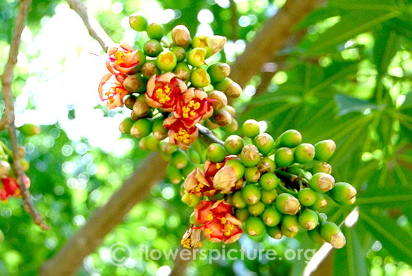 Ceiba pentandra