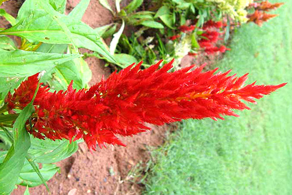 Celosia argentea