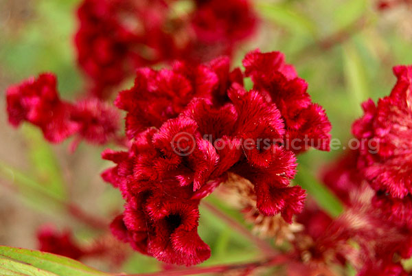 Celosia cristata