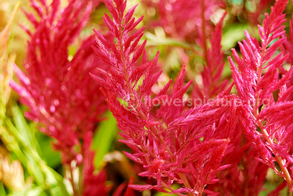 Celosia Red