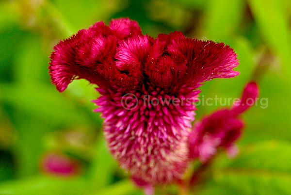 Celosia spicata