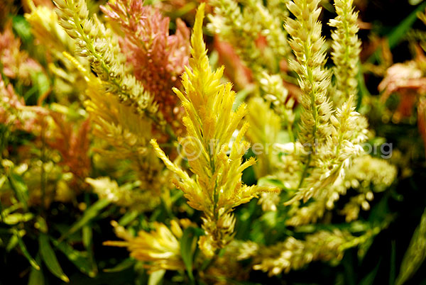 Celosia White