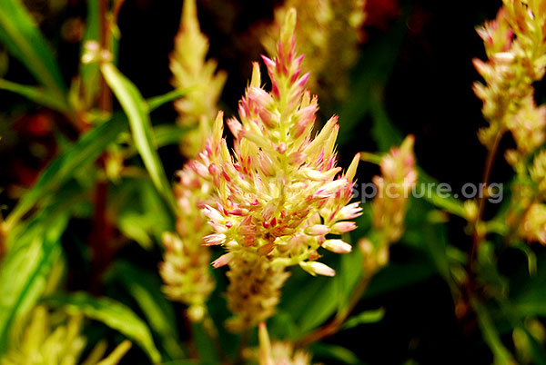 Celosia White Pink