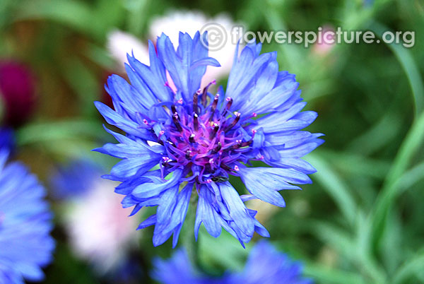 Centaurea cyanus