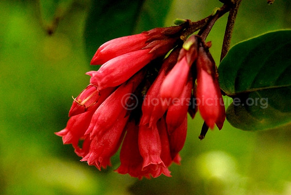 Cestrum fasciculatum