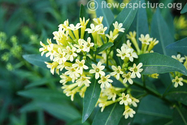 Cestrum parqui