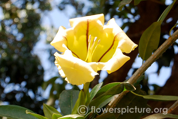 Chalice vine