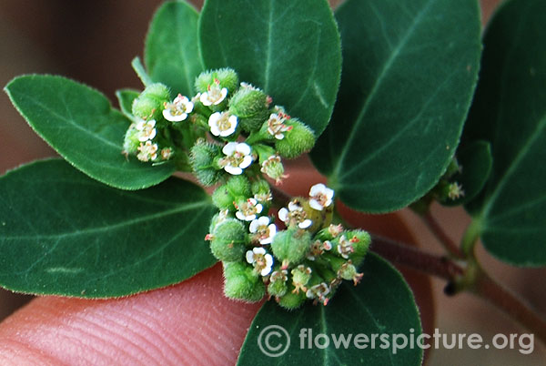 Chamaesyce hypericifolia