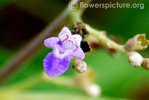 Chaste tree flower