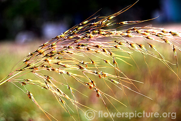 Cheatgrass