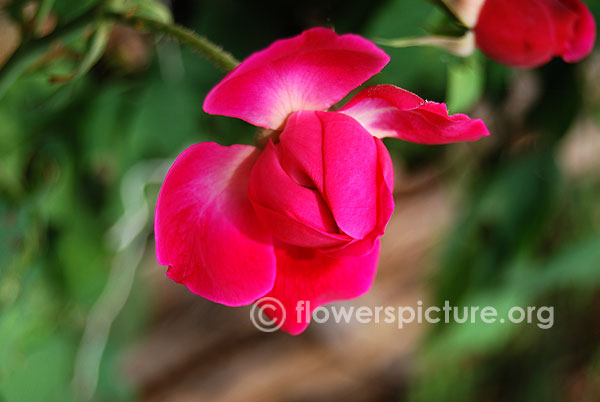 Chestnut rose buds