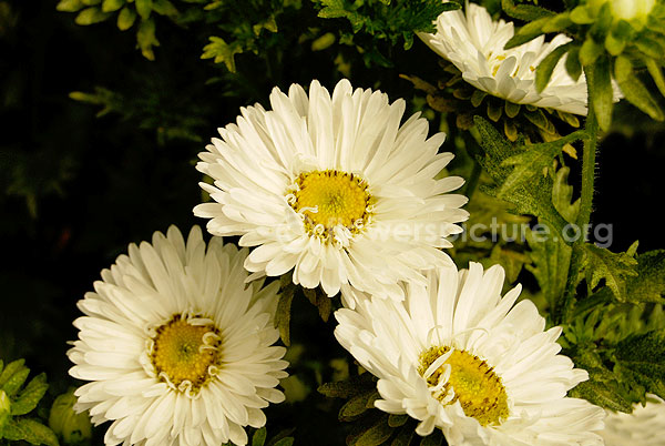 China Aster White