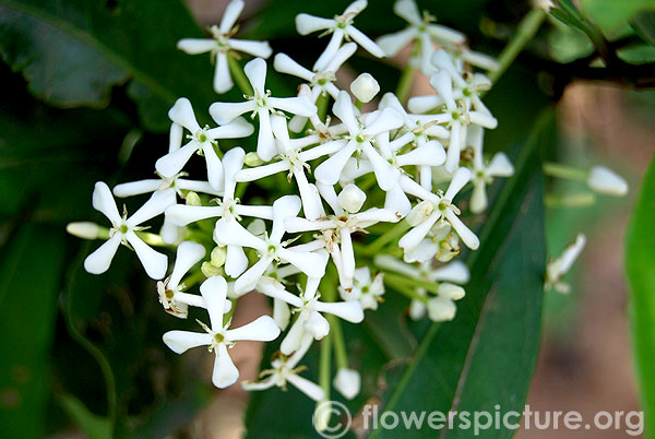 Chinese ixora