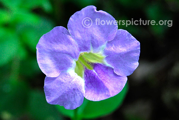 chinese violet