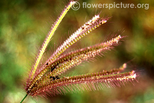 Chloris barbata