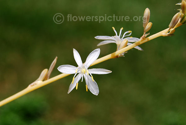 Chlorophytum comosum