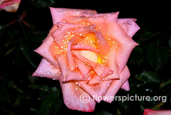 Christopher Columbus Rose