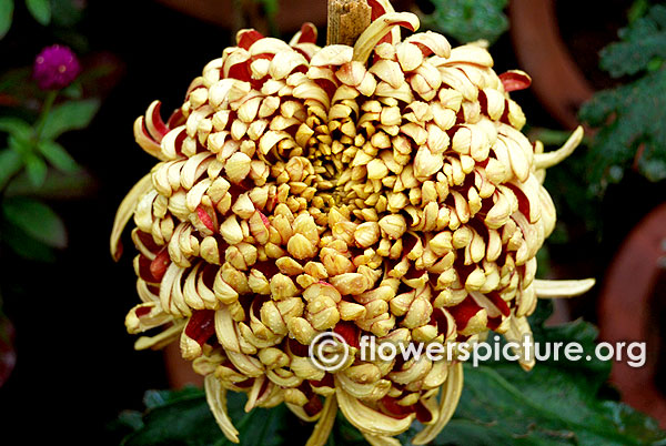 Chrysanthemum x morifolium 'St. Tropez'