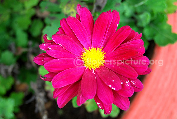 chrysanthemum deep pink