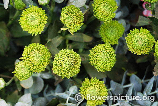 Chrysanthemum Green