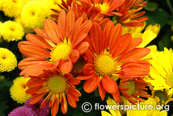 chrysanthemum orange