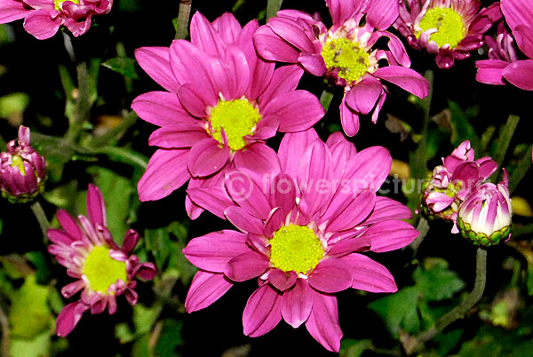 chrysanthemum pink