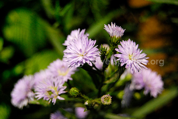 chrysanthemum violet