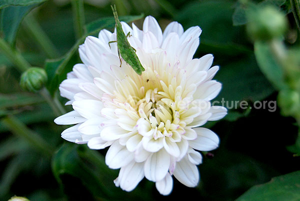 chrysanthemum white