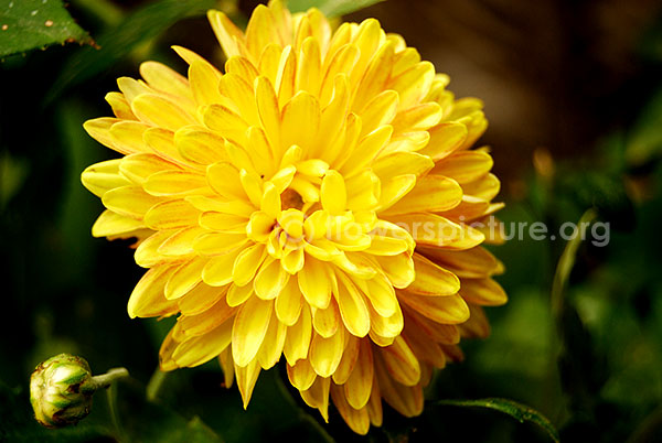 Chrysanthemum yellow red