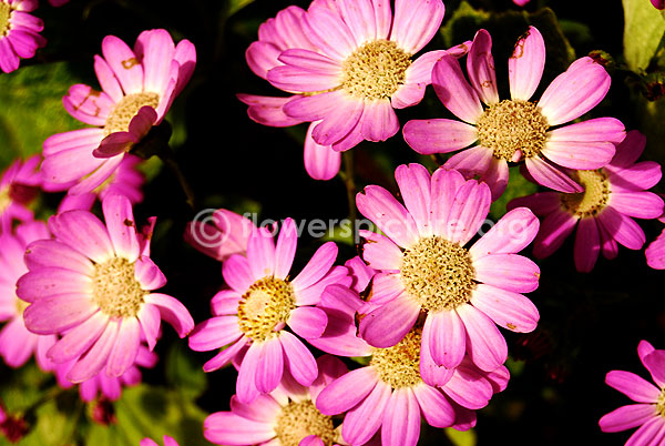 Cineraria pink