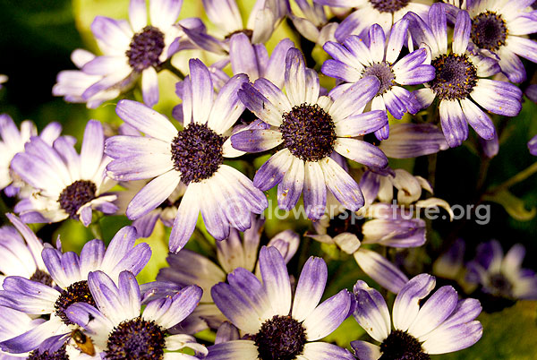 Cineraria Purple