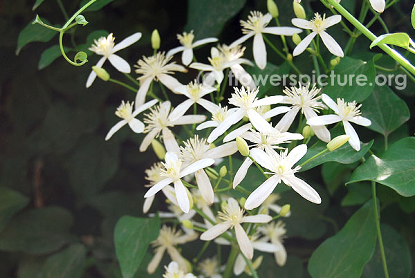 Clematis flammula