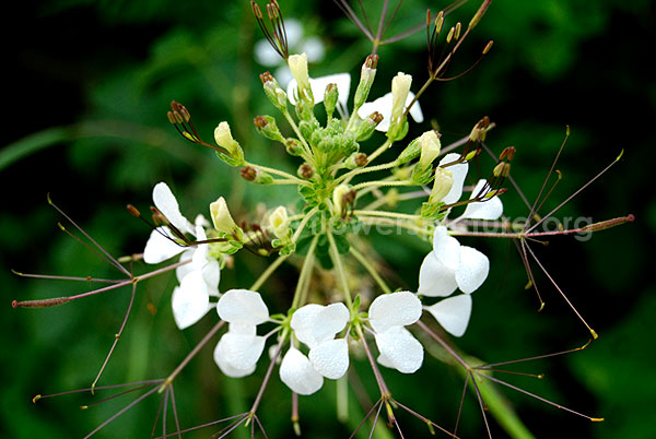 Cleome hassleriana