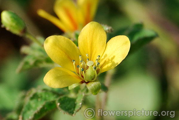 Cleome viscosa