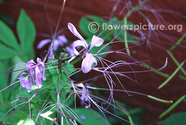 Cleome