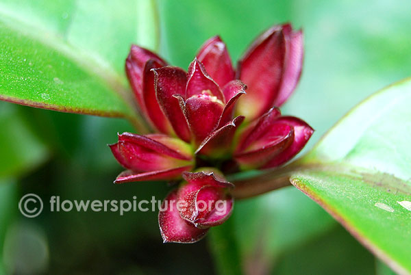 Climbing oleander