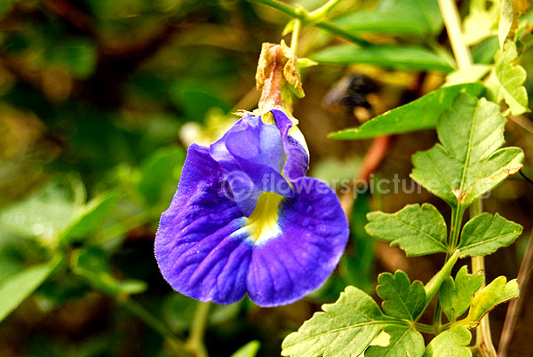 clitoria ternatea