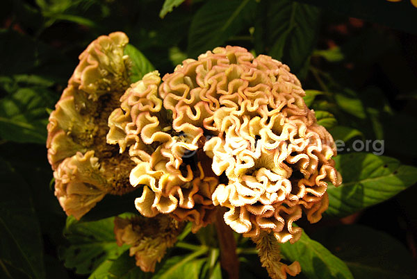 Cockscomb Bicolor