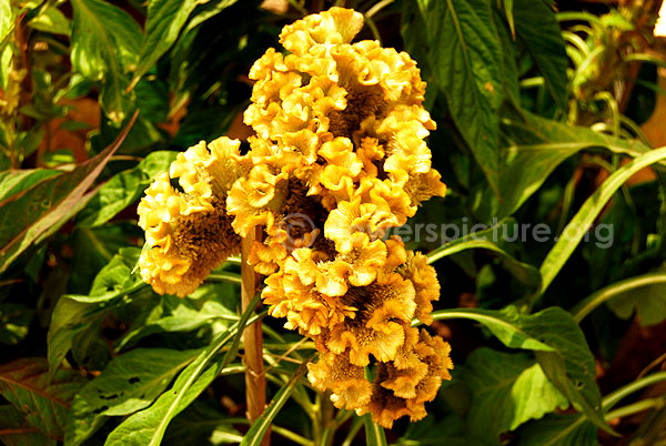 Cockscomb Gold Hybrid