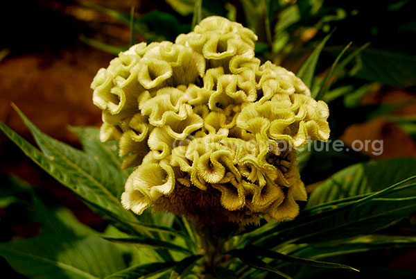 Cockscomb Lemon Yellow