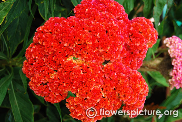 Cockscomb Orange