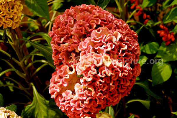 Cockscomb Orange