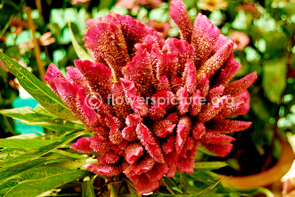 Cockscomb pink single