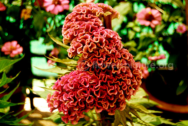 Cockscomb pink yellow shadow