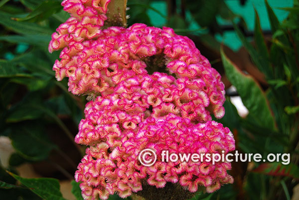 Cockscomb Pink Zigzag