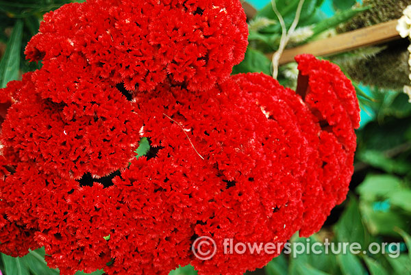 Cockscomb Red