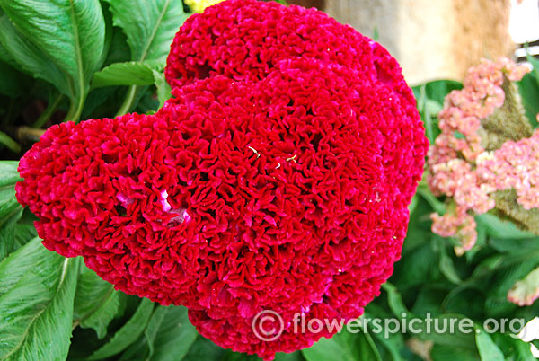 Cockscomb Red Hybrid