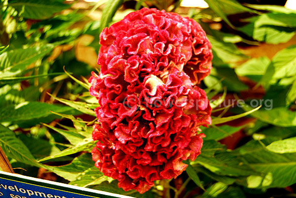 Cockscomb Red White Mixed